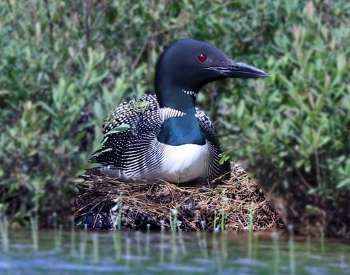 Unveiling the Secret Lives of Nesting Loons