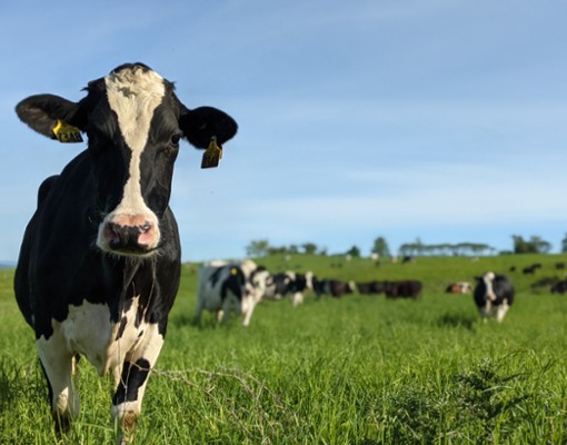 cows