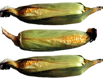 Image of Corn, Courtesy Serena Kovalosky.