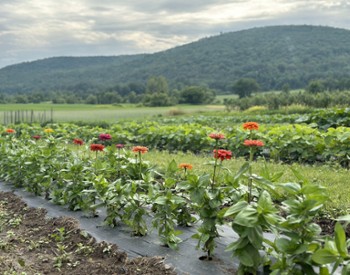 flower field