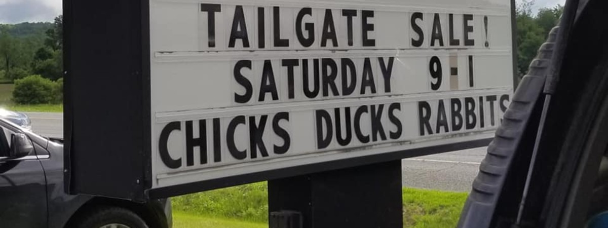 Tailgate