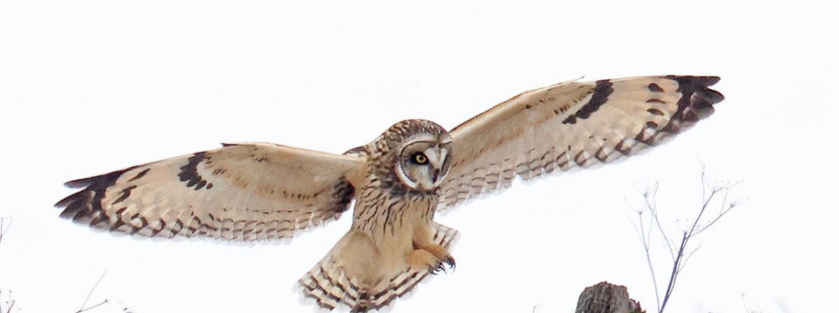 Short-eared Owl in the Fort Edward Important Bird Area; Photo by Gordon Ellmers