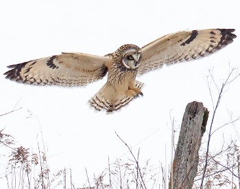 Short-eared Owl in the Fort Edward Important Bird Area; Photo by Gordon Ellmers