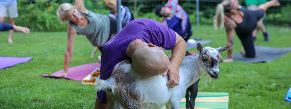 Goat Yoga In The Woods NY