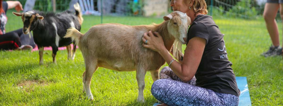 Goat Yoga In The Woods NY