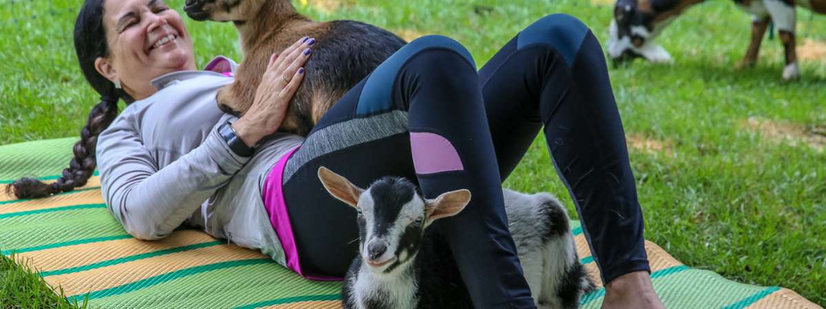 Goat Yoga In The Woods NY