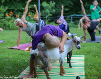 Goat Yoga In The Woods NY