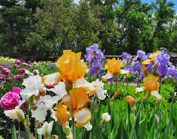 Flowers