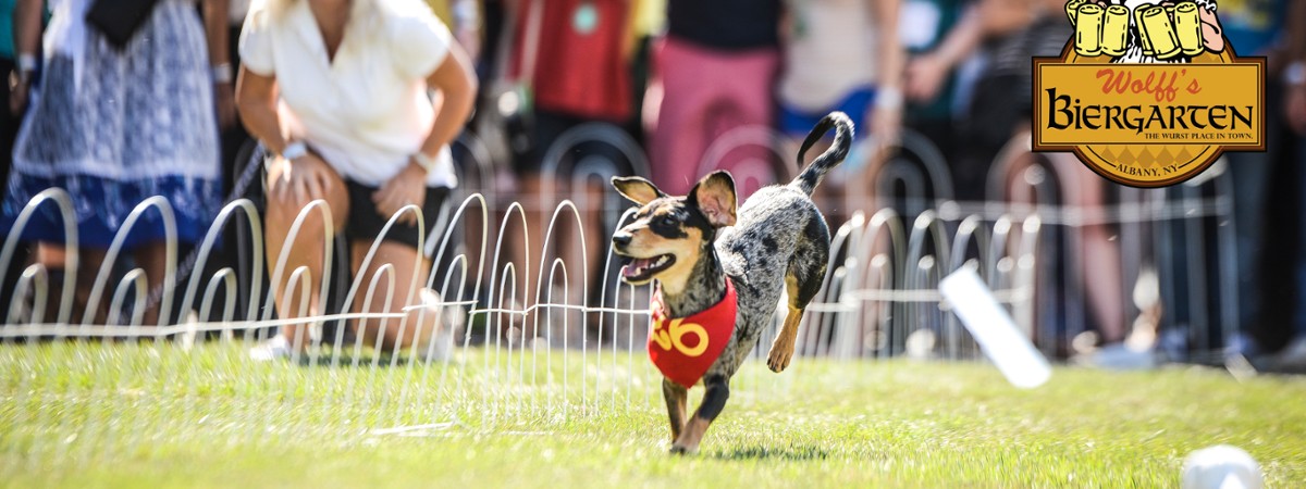 dachshund running