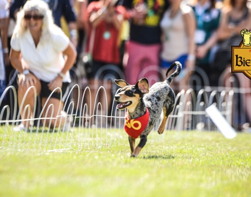 dachshund running