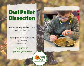 Program information and child dissecting owl pellet