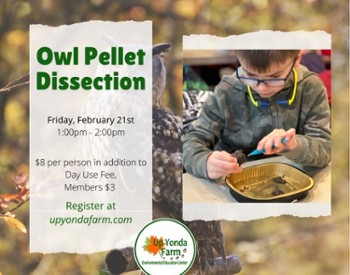 February Owl Pellet Program info