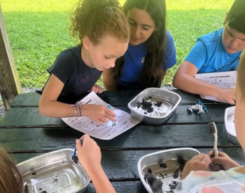 Owl pellet dissection at Up Yonda Farm