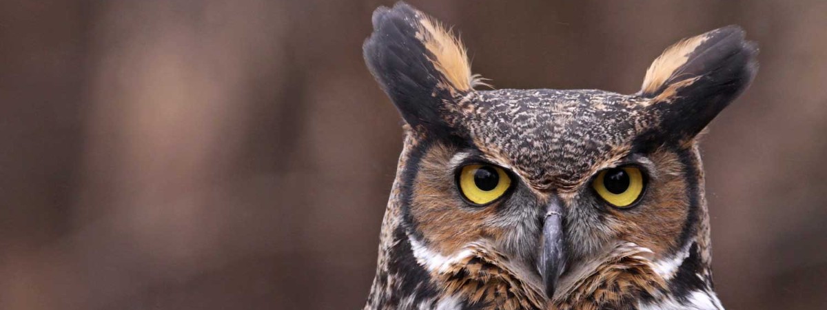 Great Horned Owl