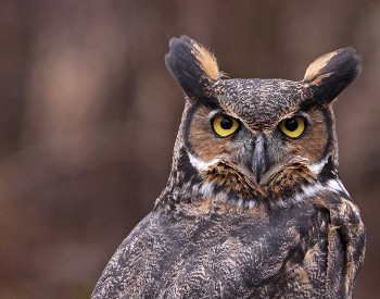 Great Horned Owl