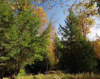 Lonely Hill Trail