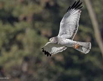 Northern Harrier