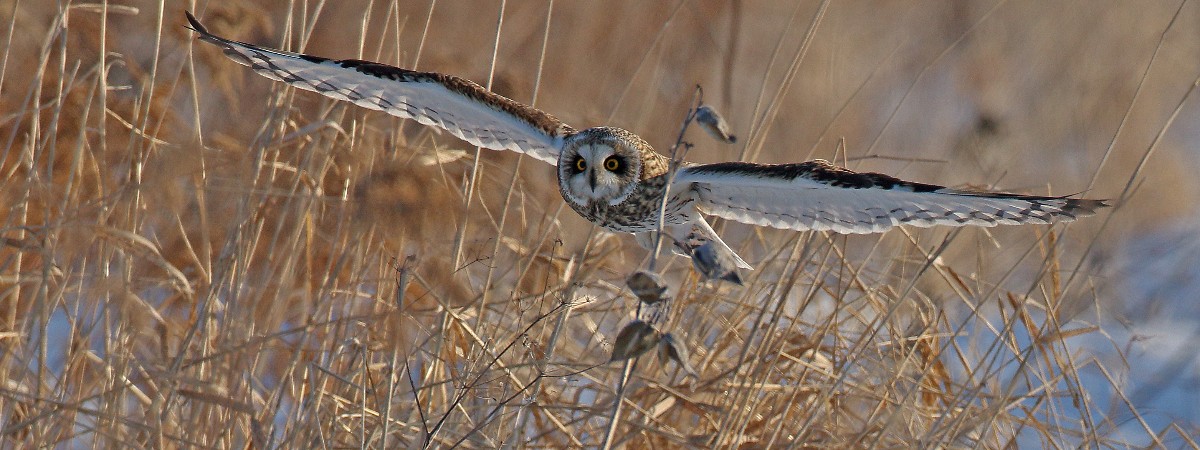 Short-eared owl