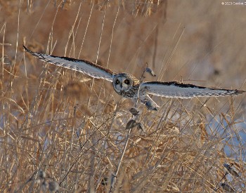 Short-eared owl