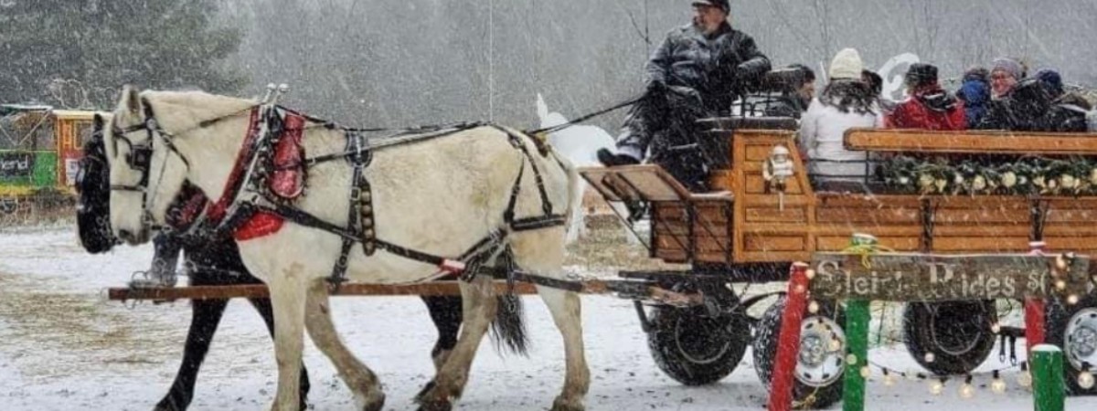 Horse drawn sleigh ride