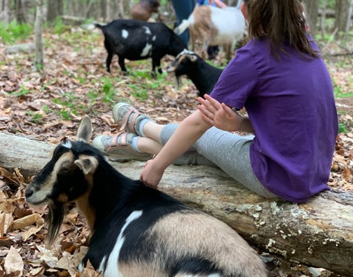 goat love