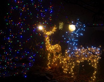 a holiday light display of tree and deer