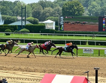 horses on a dirt track