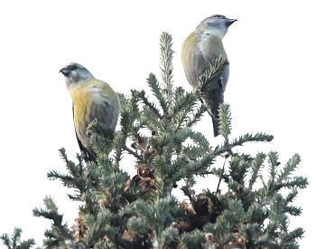 Christmas Bird Count