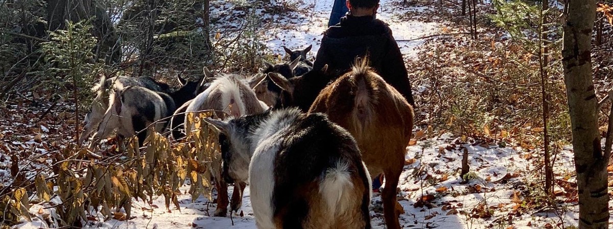 Snowshoe Adventures intothewoodsfarmny.com
