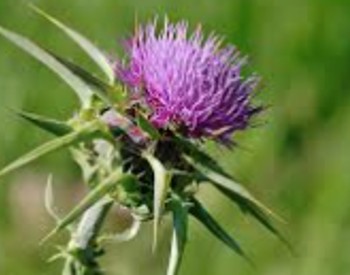 thistles