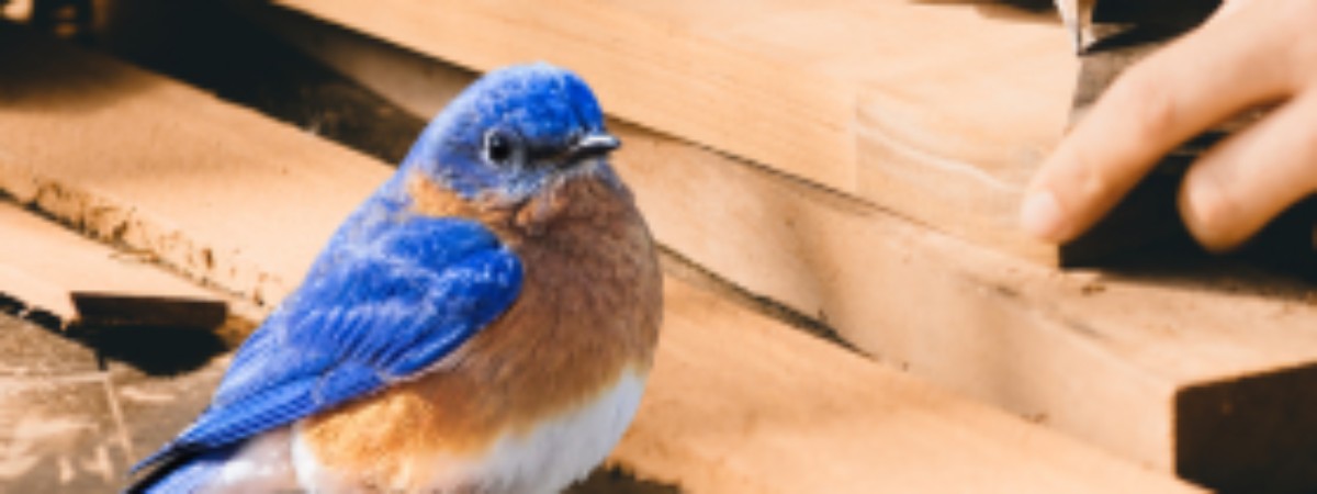 Build a Bluebird House