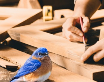 Build a Bluebird House