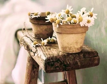 potted flowers on a wooden bench