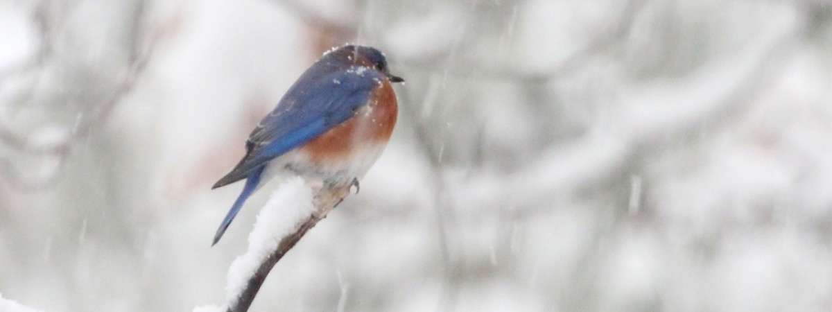 Bluebird winter