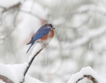 Bluebird winter