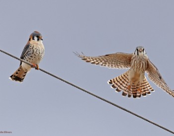 American Kestrel