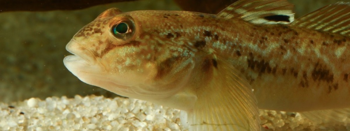 Image of a Round Goby in water, with gravel below it. Text above the Round Goby reads "Identifying Aquatic Invasive Species". Below the Round goby is the Patrick Leahy Lake Champlain Basin Program logo and NEIWPCC logo.