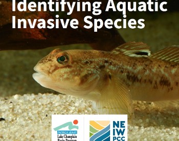 Image of a Round Goby in water, with gravel below it. Text above the Round Goby reads "Identifying Aquatic Invasive Species". Below the Round goby is the Patrick Leahy Lake Champlain Basin Program logo and NEIWPCC logo.