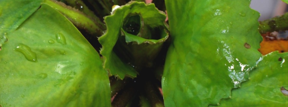 Close up image of a water chestnut plant. The top of the image says, " Identifying Aquatic Invasive Species". The bottom of the image has the Patrick Leahy Lake Champlain Basin Program logo and NEIWPCC logo.