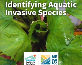 Close up image of a water chestnut plant. The top of the image says, " Identifying Aquatic Invasive Species". The bottom of the image has the Patrick Leahy Lake Champlain Basin Program logo and NEIWPCC logo.