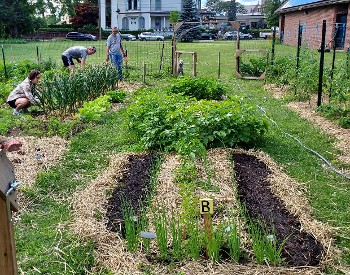Midseason garden