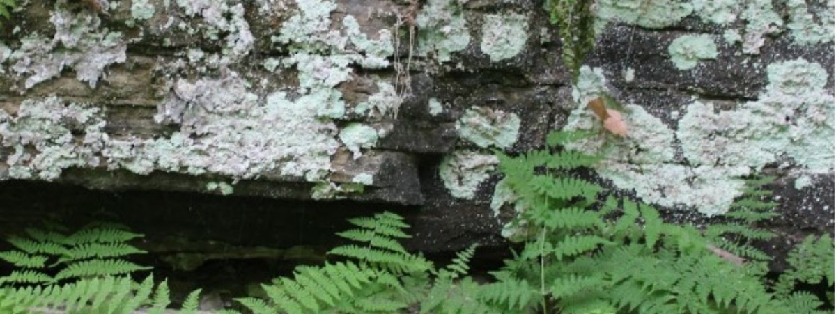 rock