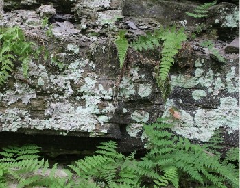 rock