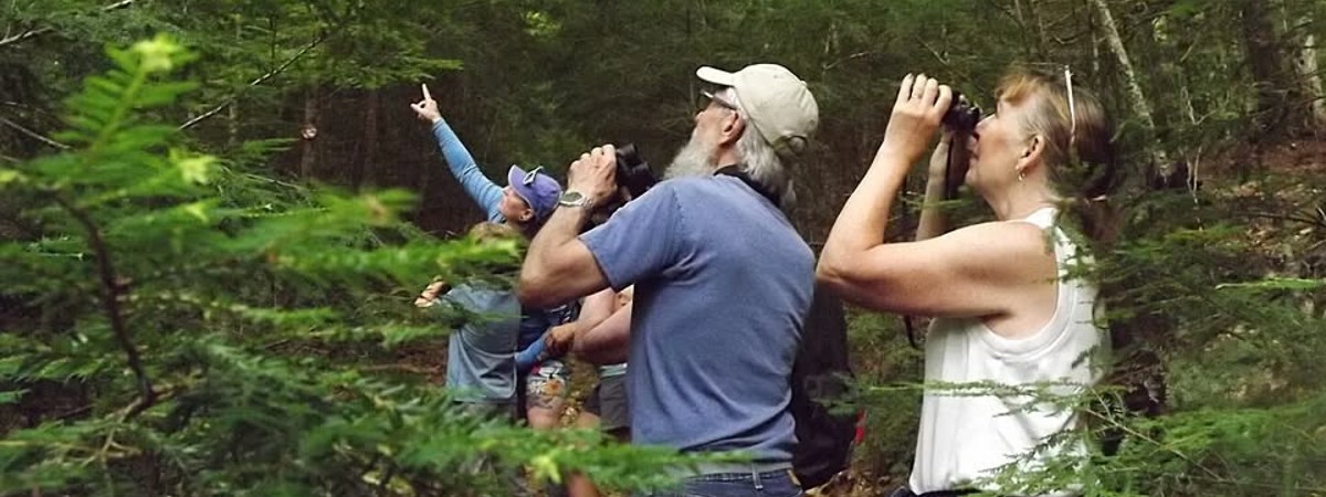 Using binoculars to see birds in trees