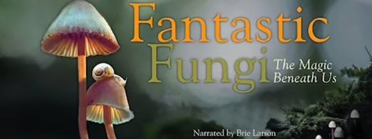 Fantastic Fungi