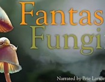 Fantastic Fungi