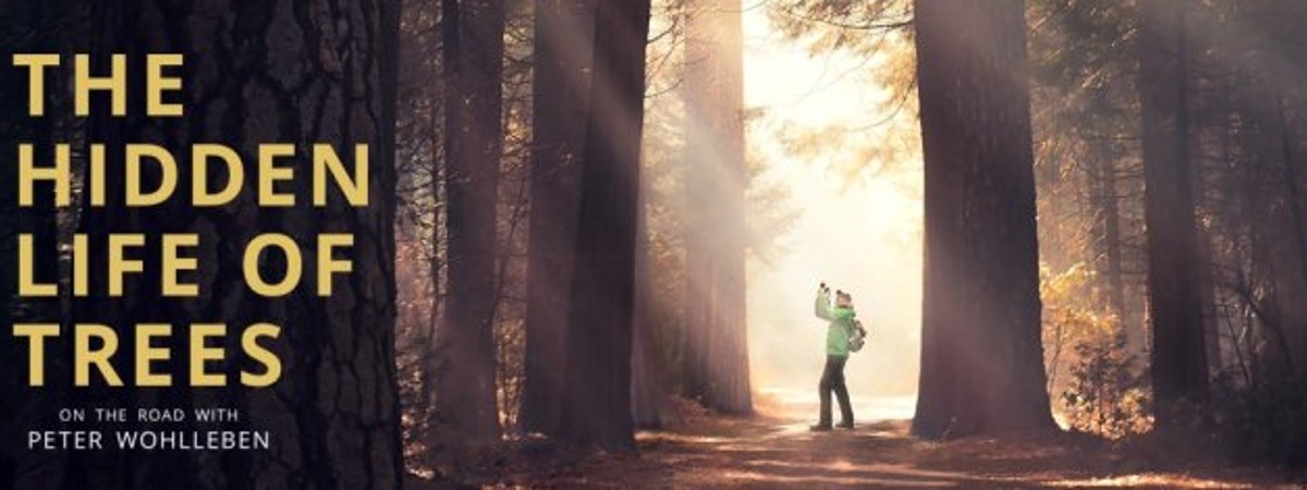 The Hidden Life of Trees