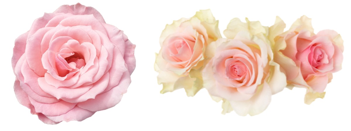 Pink roses
