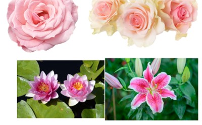 Pink roses