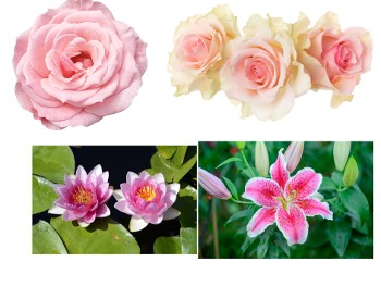 Pink roses